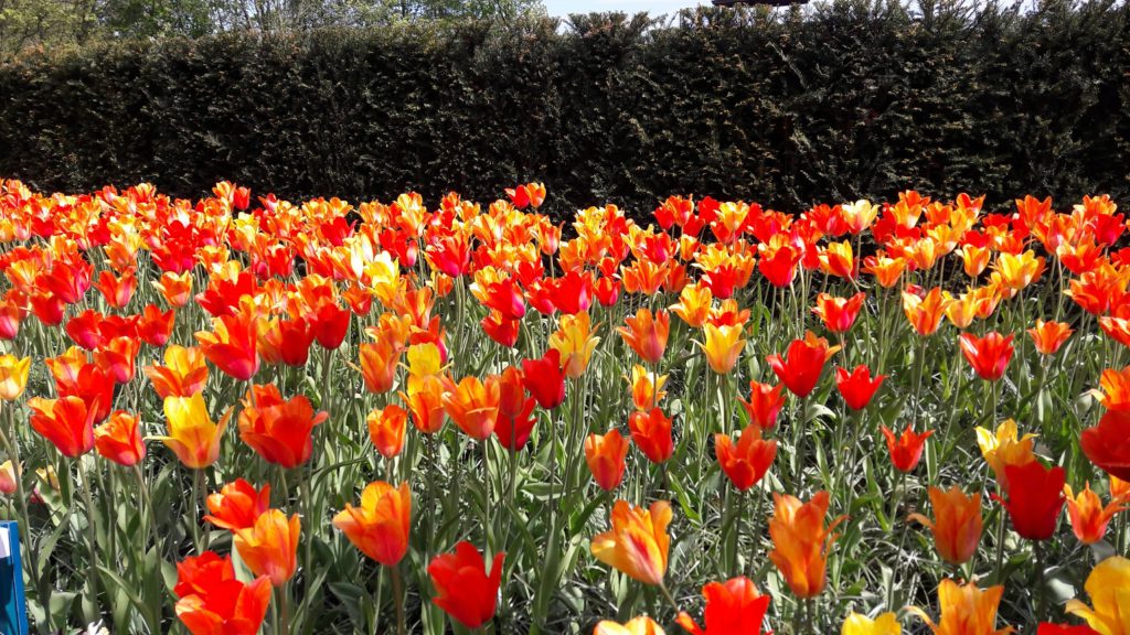 les tulipes