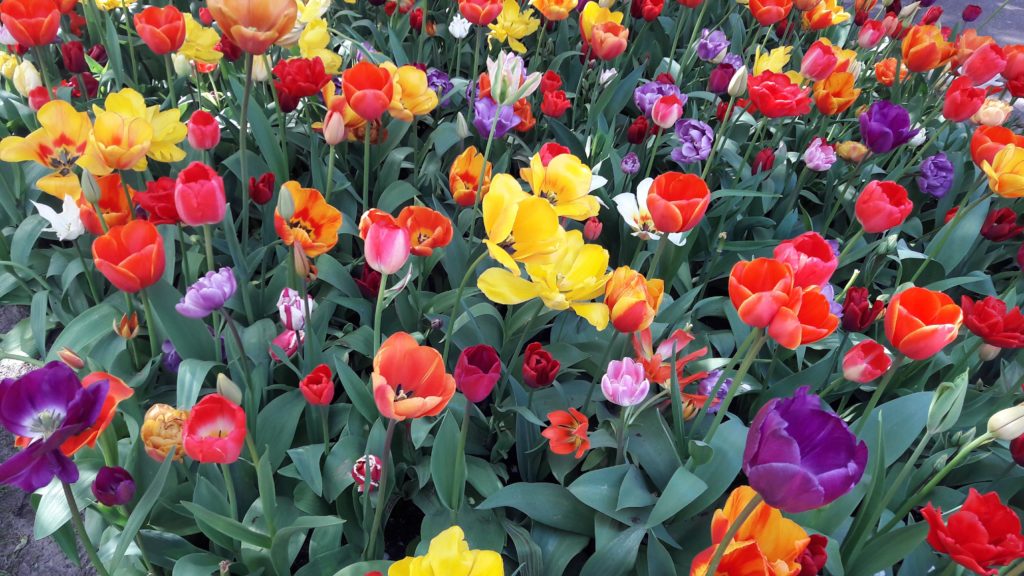 encore des tulipes