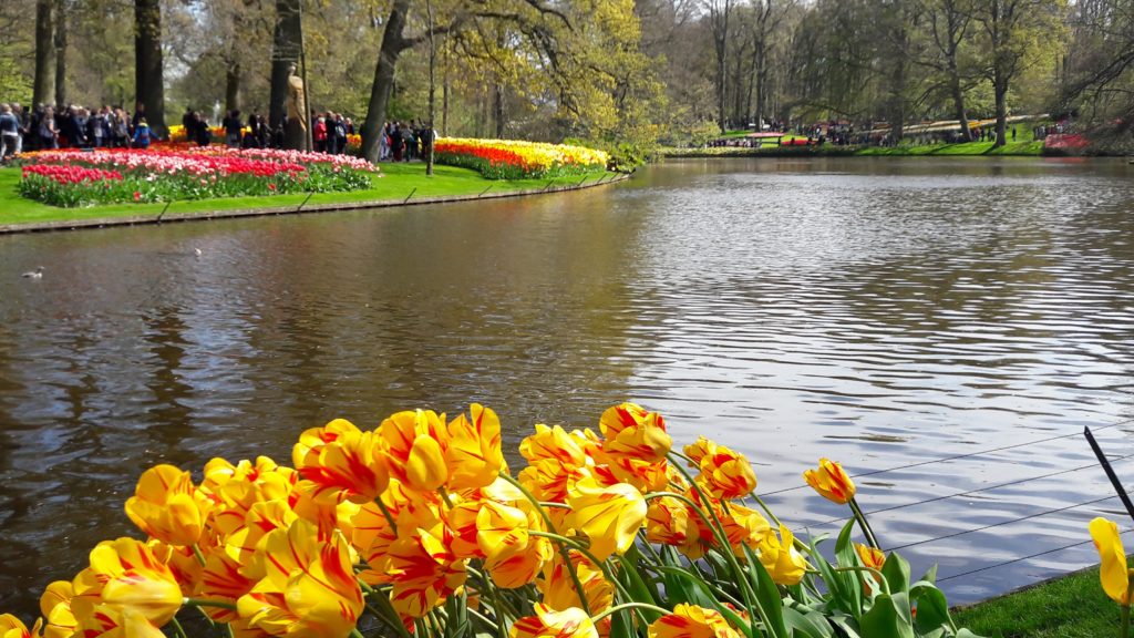 toujours des tulipes
