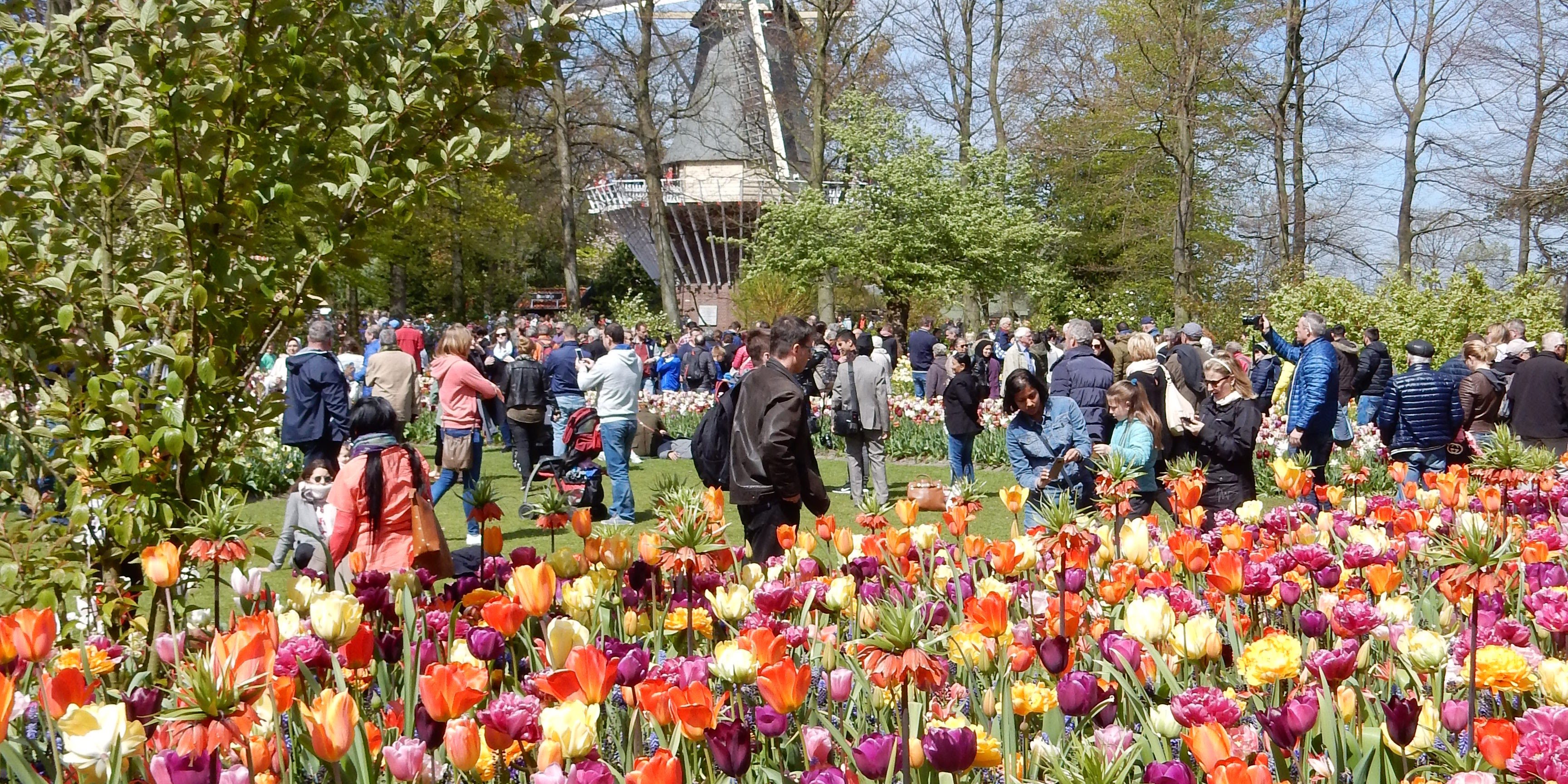 Keukenhof Tulipes- hollande