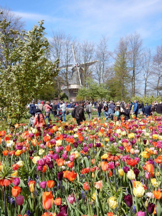 Keukenhof Tulipes- hollande