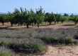 vacances en famille en Provence